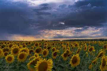 sunflowers