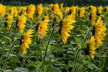 sunflowers