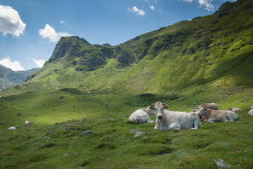 Vache laitière en pleine montagne