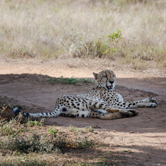 cheetah resting on the road