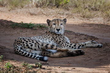 cheetah in serengeti