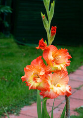 Orange gladiolus.
 These are welcome flowers in the garden. A variety of gladioli Annushka.