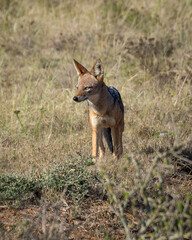 black backed jackal in the grass