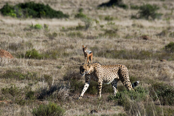 cheetah with a jackal in the background