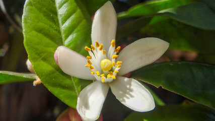 white lotus flower