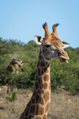 giraffe stick out tongue