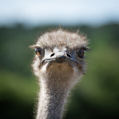 ostrich head close up