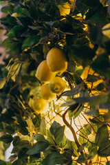 Young yellow lemons on a tall tree. Lemon tree with fruits illuminated by light bulbs. Wood as a...