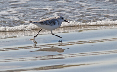 Sanderling Running on Ocean Beach