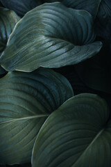 Fototapeta premium Close up detail of fresh green plant leaves. Beauty wildlife. Vertical