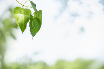 Beautiful nature view green leaf on blurred greenery and white sky background with copy space using as background natural plants landscape, ecology wallpaper concept.