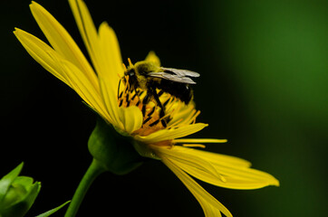 bee on flower