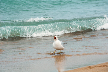 seagull on the beach