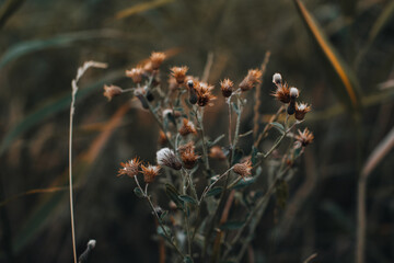 Autumn wildflowers on a blurred background in wildlife. September details of nature