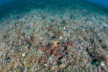 Naklejka na ściany i meble A Wunderpus octopus, Wunderpus photogenicus, explores the sandy seafloor of Lembeh Strait, Indonesia. These beautiful cephalopods are relatively rare and are often confused with the Mimic octopus.