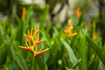 Obraz premium Parrot Beak Flower