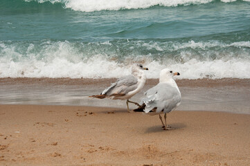 seagulls on the beach