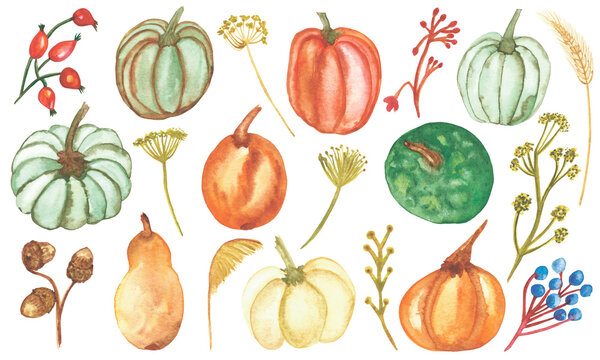 Watercolor hand painted nature autumn plants set with orange and yellow pumpkin, barberry, acorns, pear, squash and cereals isolated on the white background collection
