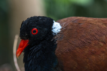 Portrait of a White-naped Pheasant Pigeon (Otidiphaps nobilis aruensis)