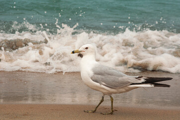 seagull on the beach