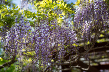 Obraz premium Wisteria Purple White Flowers on Clear Sunny Blue Sky Day Hanging from Wood Canopy 