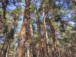 Fototapeta premium trees in the forest