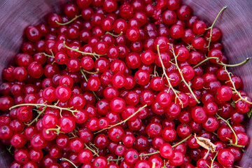 red currant
