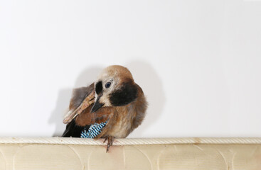 A jay cleans wet feathers with a paw ...