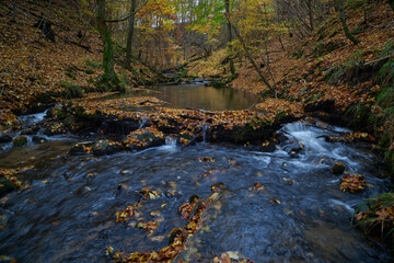 Dywan z kolorowych liści pokrył rzekę. Jesień barwi liście drzew. Turyści opuścili ścieżki przyrodnicze, w lesie panuje cisza. - obrazy, fototapety, plakaty