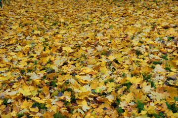 Dywan z kolorowych liści klonu. Jesień barwi liście drzew. Jesienna paleta odcieni. - obrazy, fototapety, plakaty