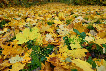 Dywan z kolorowych liści klonu. Jesień barwi liście drzew. Jesienna paleta odcieni.