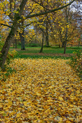 Dywan z kolorowych liści. Jesień barwi liście drzew. Turyści opuścili ścieżki przyrodnicze, w lesie i parku  panuje cisza. - obrazy, fototapety, plakaty