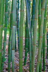 A vertical image of a grove of bamboo trees