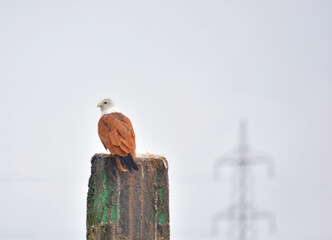Hawk standing on a pillar in Kerala River in India