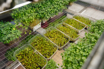Juicy and young sprouts of micro greens in the greenhouse. Growing seeds. Healthy eating