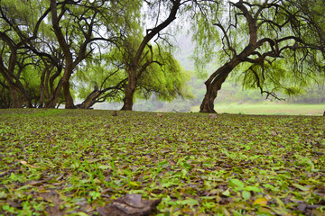 Fallen tree leaves cover the ground
