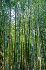 A grove of bamboo trees