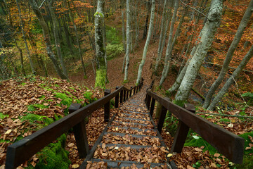Dywan z kolorowych liści klonu. Jesień barwi liście drzew. Turyści opuścili ścieżki przyrodnicze, w lesie panuje cisza. - obrazy, fototapety, plakaty