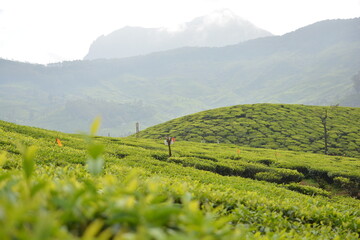 tea mountains in India