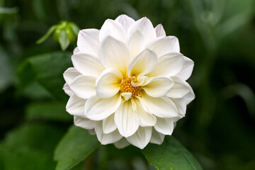 white dahlia pinnata flower in summer cottage garden