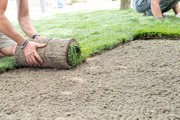Gardener laying sod for the new lawn..Natural grass installation.Laying of a rolled lawn.