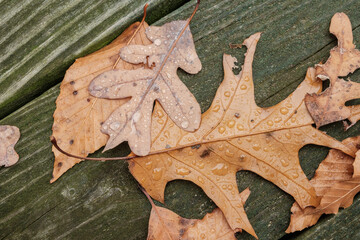 Autumn leaves and chestnuts fallen off trees