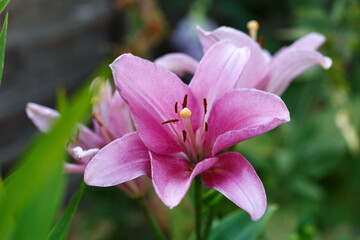 Obraz na płótnie Canvas pink asiatic lilies flowers in summer garden