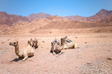 the camel is lying on the sand raised its head and yells there are other camels around it