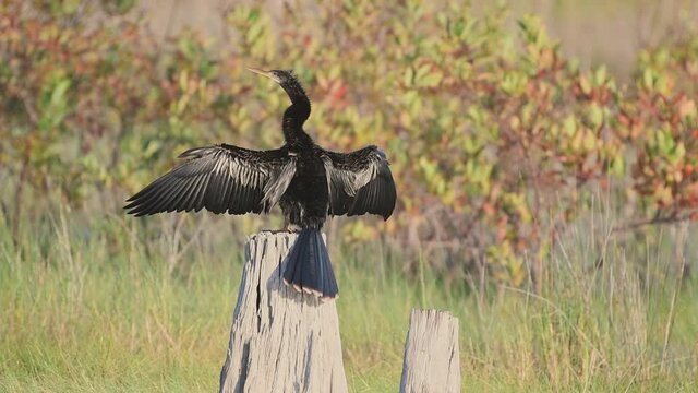 Anhinga bird drying its wings, outspread on cypress stump