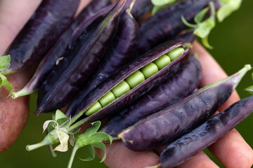 row of freshly picked sweet purple Magnolia suagarsnap eat all pea on gardener's farmer's hand