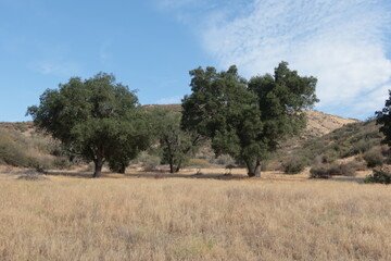 Fototapeta na wymiar Hilly California Topography in the Summer with Live Oak Trees in a Grassy Field