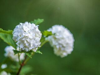 Lush white flowers of viburnum roseum with blurred background..