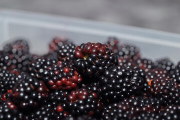 Close up of blackberry