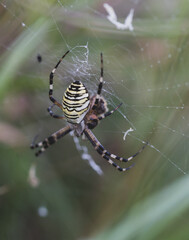 Argiope trifasciata garden spider eating bee macro